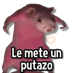 Memes de Animales🌴🍃