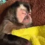 pack monkeys 🐵💗