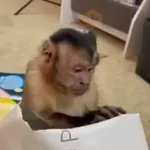 mono george 🤎🙉