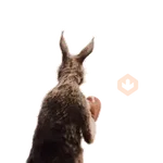 Team Canguro Viral TikTok 🦘📸