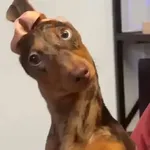 🎵 TIKTOKeando 35🎵