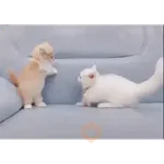 Cariñositos Bonitos 😻😻