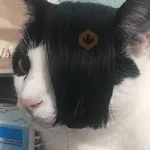 Gatinhos memes