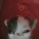 Gatinhos memes