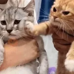 🐾 Gatitos Anti-Depresivos #2 🐾