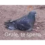 soy admin