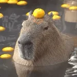 capibara 