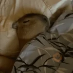 capibara 