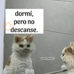 Gatos Good 😼🤟🏻