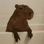 Capibara Random 🍉