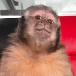 Monitos Random! 🐒