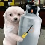 Más Animalitos!  🙊🐕