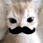🐾 Gatitos Anti-Depresivos #➌