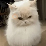 🐾 Gatitos Anti-Depresivos #➌