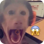 🐒 Reacciones de monitos🐒