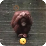 🐒 Reacciones de monitos🐒