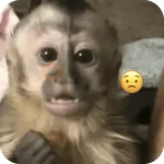 🐒 Reacciones de monitos🐒