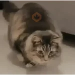 GATOS animados 🐈🐈‍⬛🐾