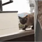 GATOS animados 🐈🐈‍⬛🐾