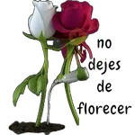COQUETA 