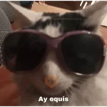 Memes gatitos #3 🐱✨🌷