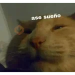Memes gatitos #3 🐱✨🌷