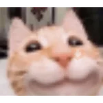Memes gatitos #3 🐱✨🌷