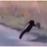 Memes animados Tiktok