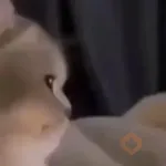 Gatitos y Rana Triste