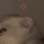 Gatitos y Rana Triste