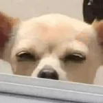 🐶 CHIHUAHUAAA 🎶