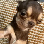 🐶 CHIHUAHUAAA 🎶
