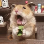 🐹 HAMSTERCITOSSS 🐹