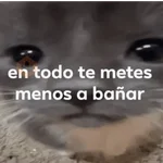 Memes pal chat🤎