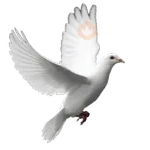 🕊🪺 Paloma MIGAJERA 🪺🕊