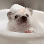 🦔 ERIZO MOODS 🦔