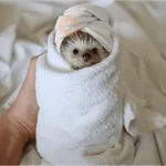 🦔 ERIZO MOODS 🦔