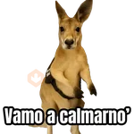 🦘Memes canguro 🦘😂