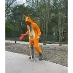 🦘 Canguro Tiktok 🔥
