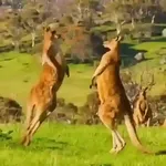 🦘 Canguro Tiktok 🔥
