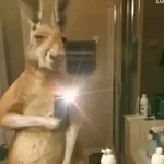 🦘 Canguro Tiktok 🔥
