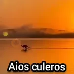 🦘 Canguro Tiktok 🔥
