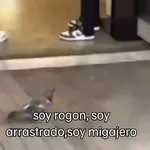 🐦 PALOMA MIGAJERA BAILANDO🐦