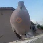 🐦 PALOMA MIGAJERA BAILANDO🐦