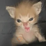 😸 Te lo digo con un gato 😸