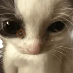 😸 Te lo digo con un gato 😸