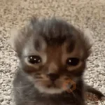 😸 Te lo digo con un gato 😸