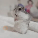 🐹 HAMSTERS MOODCITOS 🐹