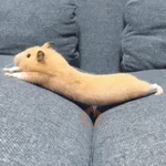 🐹 HAMSTERS MOODCITOS 🐹
