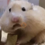 🐹 HAMSTERS MOODCITOS 🐹